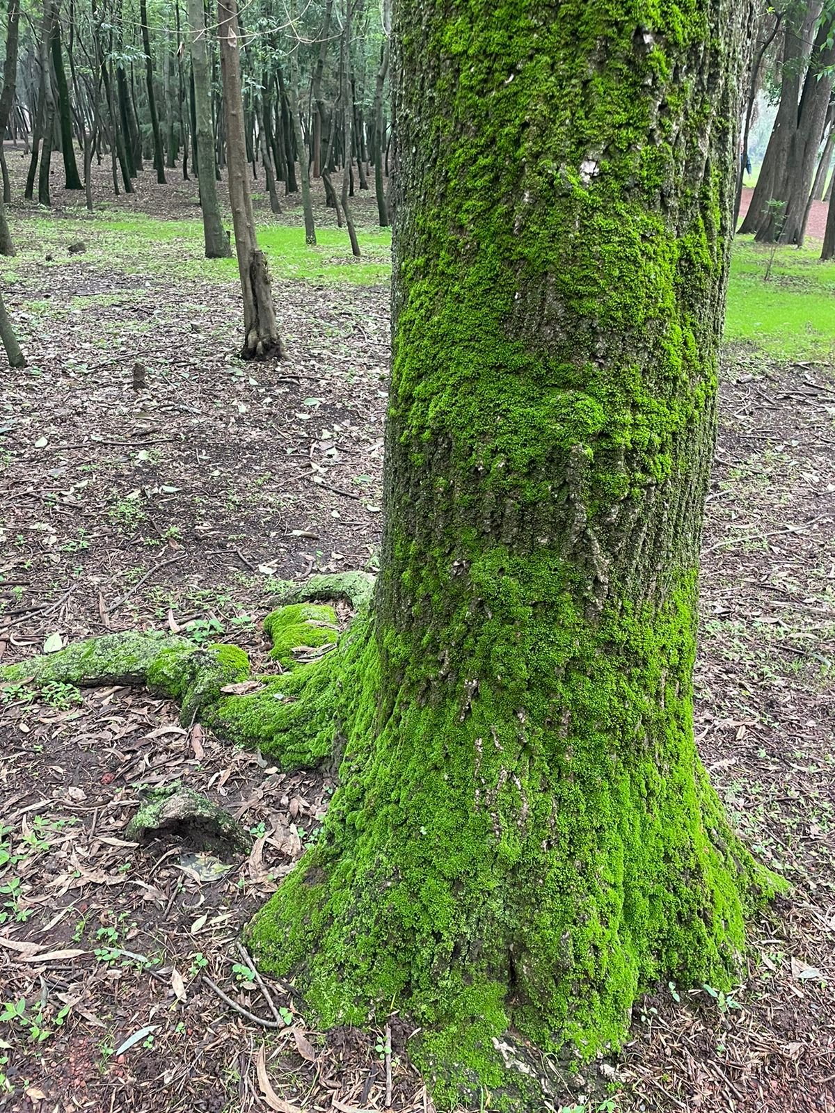 árbol tejido